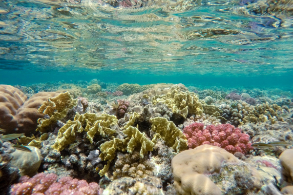 Red Sea coral reef diving managed by DMC Egypt